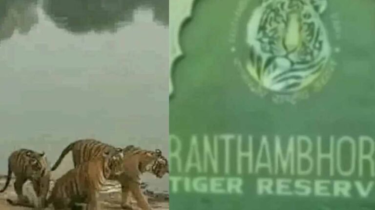 टाइगर सफारी फर्जीवाड़ा: रणथंभौर में गाइडों पर सख्ती, वनकर्मी पर नरमी से विवाद