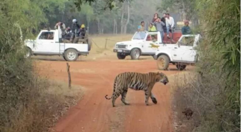 जंगल सफारी में बदला मेन्यू: टाइगर जोड़ी ने खाया चिकन, सांपों को 17 दिन बाद मिला भोजन