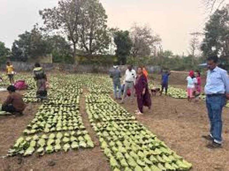 खराब मौसम ने बिगाड़ा तेंदूपत्ता सीजन, बारिश और ओलों से गुणवत्ता और संग्रहण दोनों पर असर