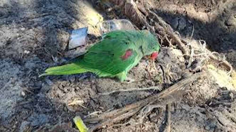 अवैध तोता कारोबार पर छापा पड़ा भारी, जगदलपुर में वन विभाग की टीम पर हमला