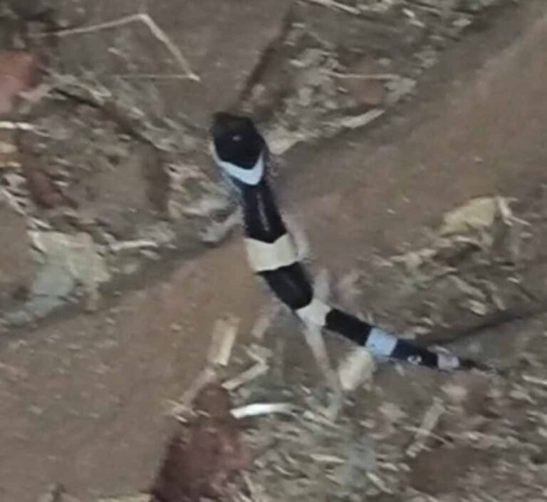 पहली बार कैमरे में कैद लेपर्ड गेको! अबूझमाड़ के घने जंगलों से सामने आया हैरान करने वाला नजारा