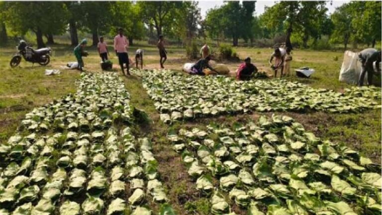वन उपज सीजन शुरू: 16 लाख बोरा तेंदूपत्ता तोड़ाई, समितियों को सौंपी जिम्मेदारी