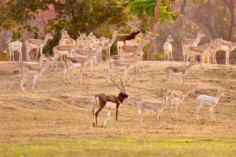 स्थानीय विलुप्ति से लेकर लगभग 200 की संख्या तक पहुँचे काले हिरण : ‘मन की बात’ में मिली राष्ट्रीय पहचान