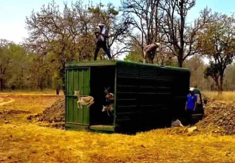 वन विभाग की कामयाबी: रामपुर ग्रासलैंड में लौटी काले हिरणों की रौनक