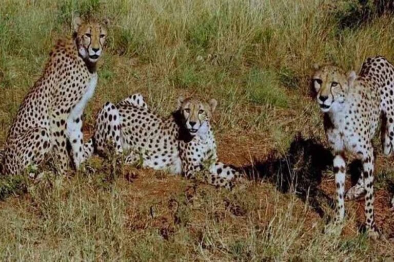 कूनो में चीतों का सफल प्रजनन, 4 मादा चीतों ने 3 महीने में दी संतान, जंगल में प्रजनन को बताया टास्क