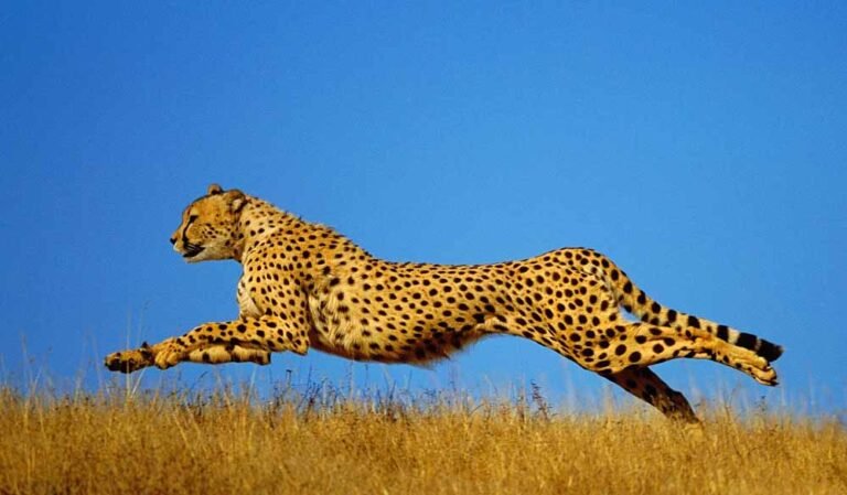 कूनो में चीतों की बढ़ती संख्या, गांधीसागर और नौरादेही के जंगल बने नए घर, आठ बाड़े तैयार, जल्द शिफ्ट होंगे चीते