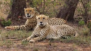 चीता संरक्षण के लिए मंदसौर में ऐतिहासिक कदम, प्रभास और पावक ने हासिल किया बड़ा मील का पत्थर