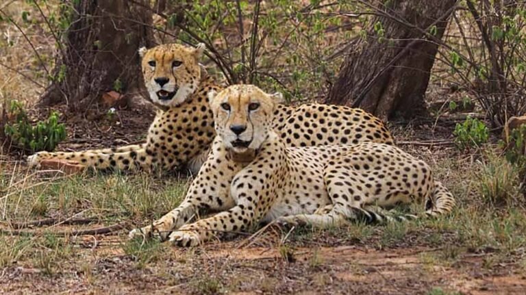 चीता संरक्षण के लिए मंदसौर में ऐतिहासिक कदम, प्रभास और पावक ने हासिल किया बड़ा मील का पत्थर