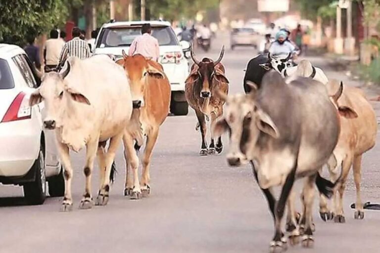 40 लाख आवारा पशुओं को मिलेगा 12 अंकों का कोड, मध्य प्रदेश में केसरिया टैग से होगी पहचान