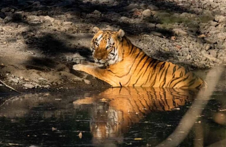 मुख्यमंत्री डॉ. यादव बोले – खिवनी अभयारण्य बनेगा वन्यजीव संरक्षण और इको-टूरिज्म का आदर्श मॉडल