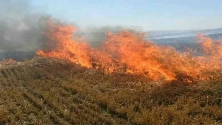 नरवाई जलाना खेत और सेहत दोनों के लिए हानिकारक : कृषि मंत्री कंषाना