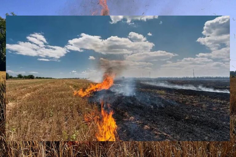 नरवाई में आग से 1016 जगह प्रभावित, 19 किसानों पर जुर्माना, 852 मामले चिह्नित