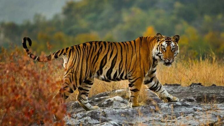 54 बाघों की मौत के बाद सिस्टम में हड़कंप, रिजर्व के बाहर मिलेगा स्पेशल प्रोटेक्शन, जानें नई TOTR स्कीम