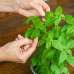 इन पौधों को जरूर बनाएं अपने किचन गार्डन का हिस्सा