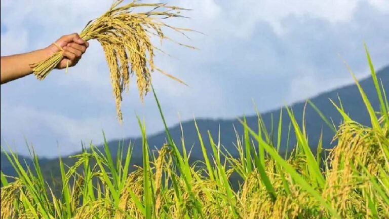 केंद्र ने बढ़ाए MSP रेट: धान समेत खरीफ फसलों के नए दाम जारी, किसानों को राहत