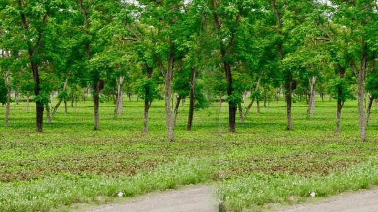 पर्यावरण संरक्षण को नई दिशा: छत्तीसगढ़ में मियावाकी तकनीक से तेजी से विकसित हो रहे वन