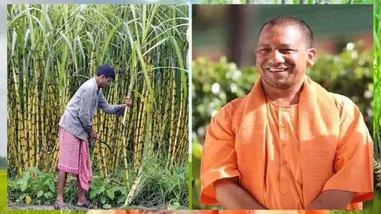 यूपी सरकार का बड़ा तोहफा! गन्ना किसानों को मिला 3.21 लाख करोड़ रुपये से ज्यादा भुगतान