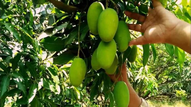 आम उत्पादन बढ़ाने की तैयारी, प्रदेश में बागवानों को दी जाएगी नई तकनीकों की ट्रेनिंग