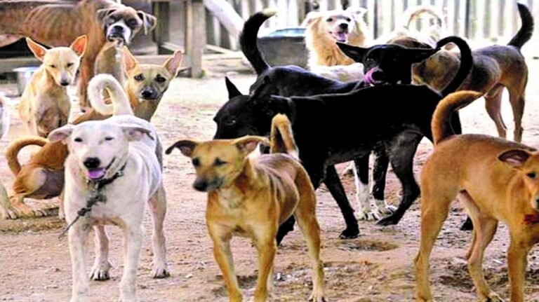 8.56 करोड़ खर्च फिर भी नहीं थमा डॉग बाइट संकट, भोपाल में एक भी शेल्टर नहीं