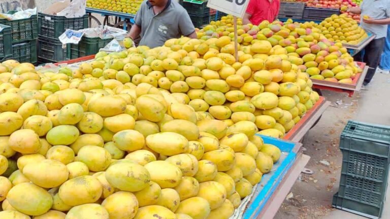 आंधी-बारिश के बाद आम किसानों की उम्मीद बैगिंग तकनीक पर टिकी, उद्यान विभाग कर रहा मदद
