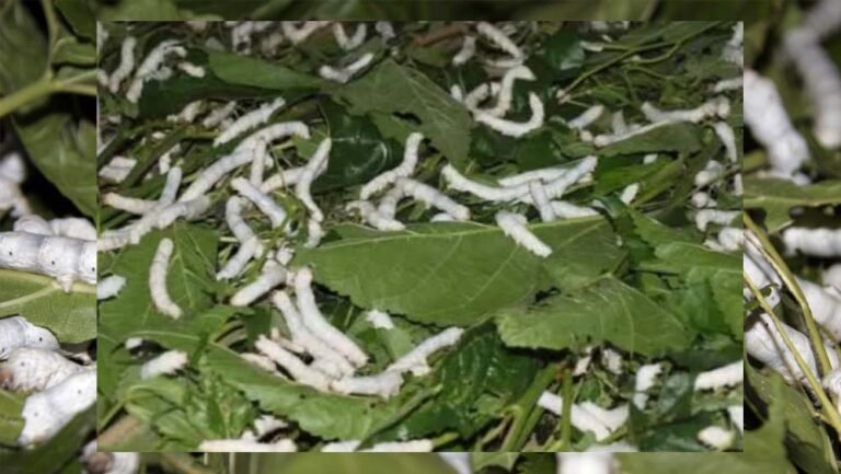 नर्मदापुरम की बड़ी उपलब्धि, प्रदेश का इकलौता जिला जहां होता है चारों प्रकार का रेशम उत्पादन