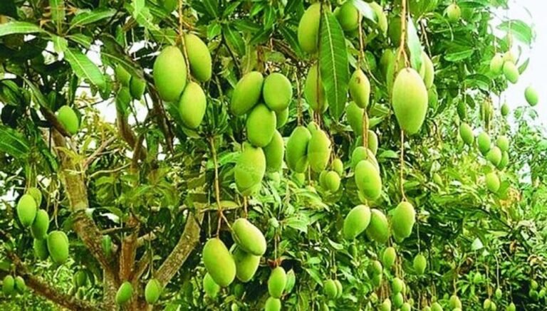 हर दो दिन में मौसम का मिजाज बदलेगा, आंधी और बारिश से आम की फसलें होंगी प्रभावित, पैदावार में गिरावट
