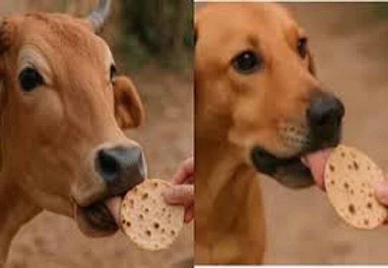 पहली रोटी गाय और आखिरी कुत्ते को क्यों? जानें इसके पीछे की धार्मिक मान्यता