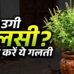 घर में अपने आप उग आए तुलसी के पौधे का क्या है संकेत? जानें वास्तु और ज्योतिष मान्यता
