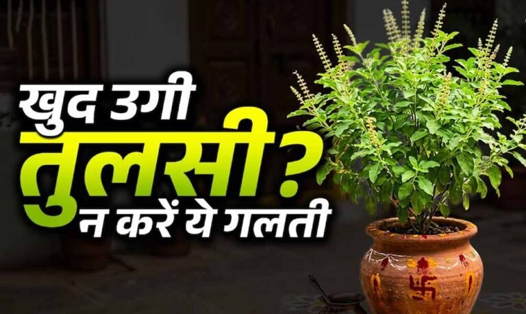 घर में अपने आप उग आए तुलसी के पौधे का क्या है संकेत? जानें वास्तु और ज्योतिष मान्यता