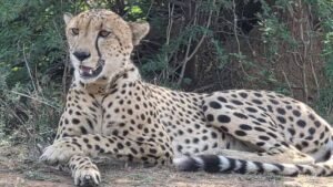 सवाई माधोपुर में खौफ का माहौल: गांवों तक पहुंचा केपी-2 चीता