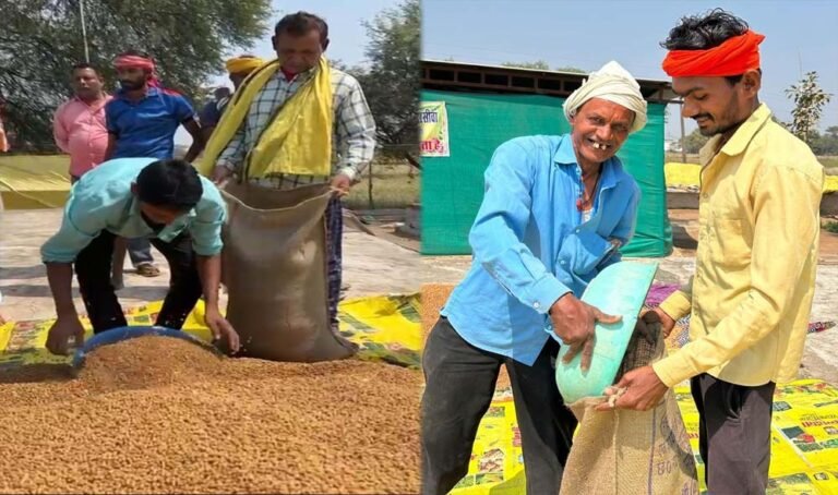 धमतरी ने बनाया रिकॉर्ड: प्रदेश के कुल चने का 50% अकेले खरीदा, विश्व की सबसे बड़ी भंडारण योजना में नाम दर्ज