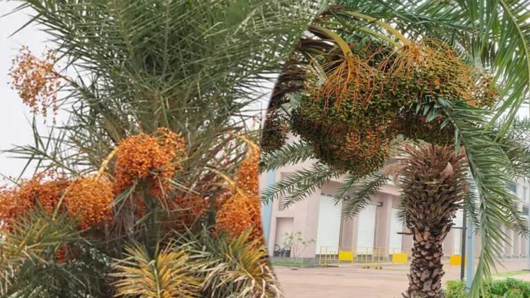 रायपुर: छिंद के बीजों से तैयार हर्बल कॉफी, बस्तर की वैश्विक पहचान बनी