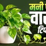 मनी प्लांट लगाने की सही दिशा और फायदे: घर में बढ़ेगी सुख-समृद्धि
