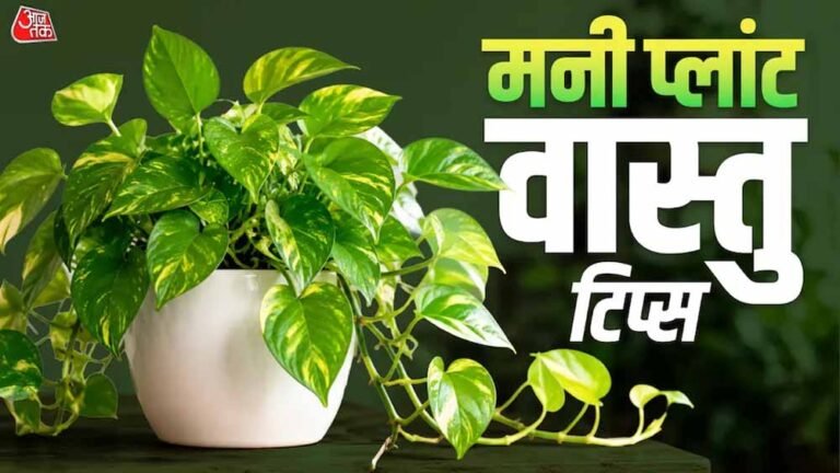 मनी प्लांट लगाने की सही दिशा और फायदे: घर में बढ़ेगी सुख-समृद्धि