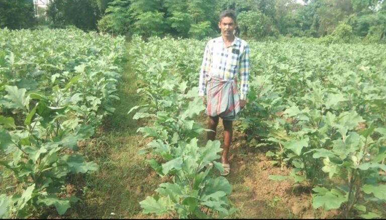परंपरागत धान के बदले उद्यानिकी को अपनाया, प्रति एकड़ उत्पादन 21 क्विंटल से बढ़कर हुआ 155 क्विंटल
