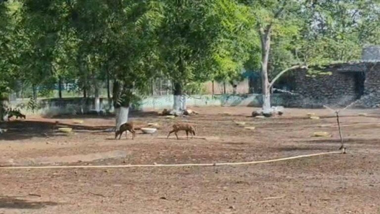 पर्यटकों को झटका! नंदनवन जू और जंगल सफारी की टिकट दरें बढ़ीं, AC बस किराया भी महंगा