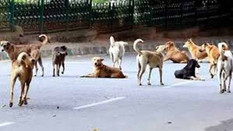 खेत तक ले गए आवारा कुत्ते, 6 साल के बच्चे की सिर की चमड़ी नोची