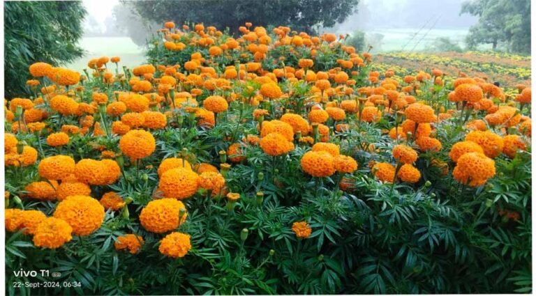 22 हजार के बदले कमाए 3 लाख रुपए