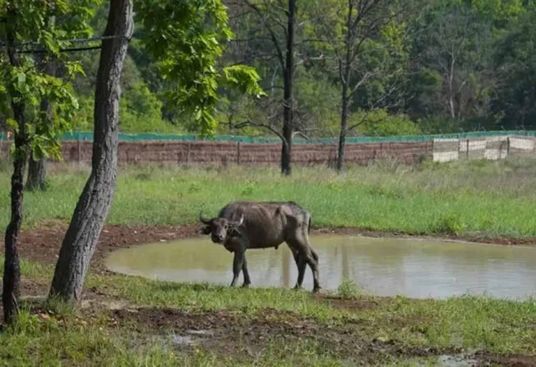 ‘जंगली भैंस’ पुनर्स्थापना कार्यक्रम के द्वितीय चरण का हुआ सफल संचालन