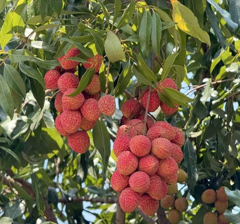 वैज्ञानिक उपलब्धि से मिला किसानों को आर्थिक संबल