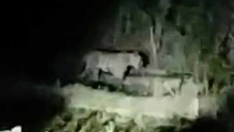 बाघ की दहशत से सहमे ग्रामीण, सूखी सेवनिया क्षेत्र में 15 दिन से बढ़ा खतरा