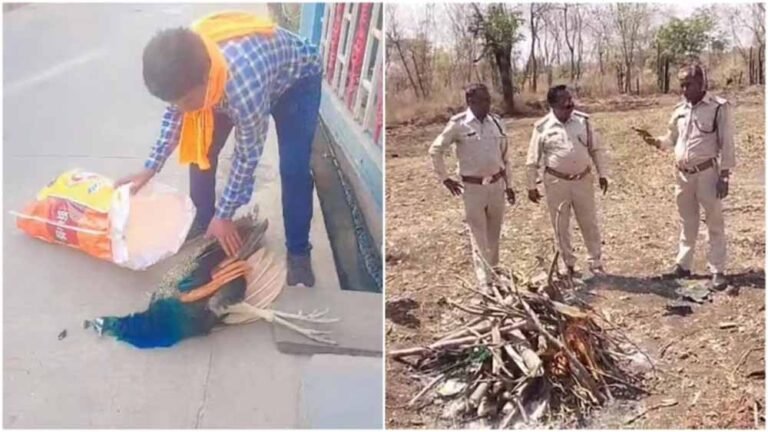 वीडियो वायरल होने के बाद बढ़ा विवाद, सामान्य शव वाहन में ले जाए गए मोर पर सवाल