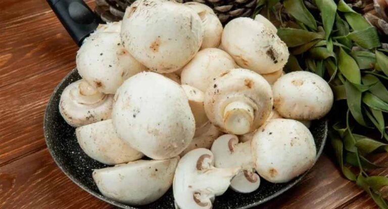वैश्विक तनाव ने बढ़ाई किसानों की मुश्किलें, अमृतसर में मशरूम उद्योग पर संकट गहराया