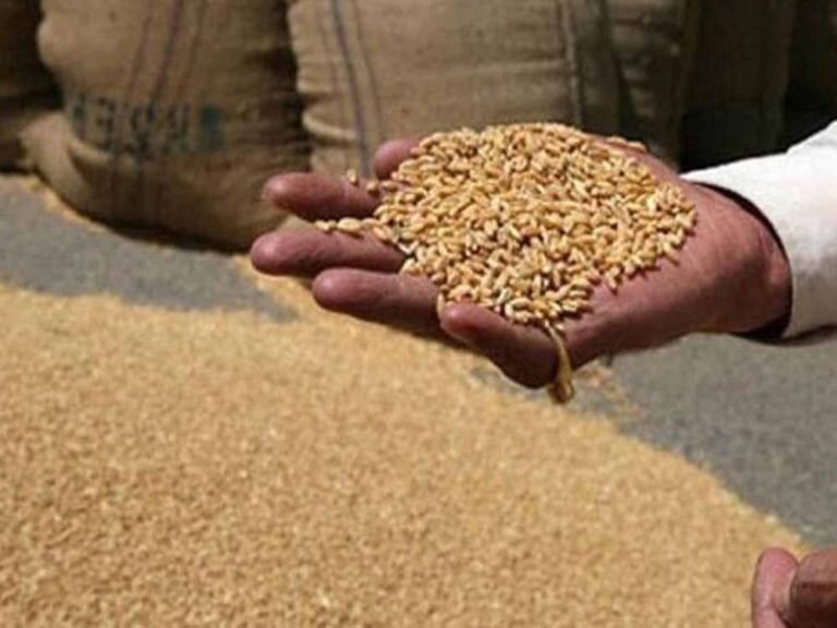 अब तक 100 लाख मीट्रिक टन से अधिक गेहूं का उपार्जन हुआ, अभी भी जारी