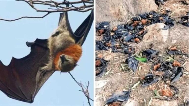 मोती तालाब में हीटवेव का कहर, 50 से अधिक चमगादड़ों की मौत से मचा हड़कंप