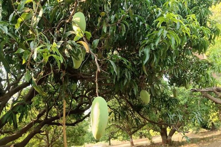 मध्यप्रदेश के आमों की मिठास और विशालकाय नूरजहाँ की विश्व पहचान
