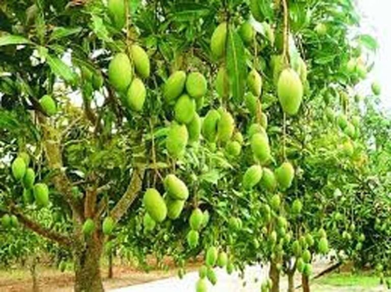 एक ही पेड़ पर बौर, कच्चे और पके आम एक साथ, हैरान कर रही वैरायटी