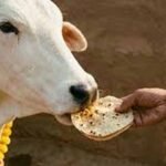 पहली रोटी गाय और आखिरी रोटी कुत्ते को खिलाने के पीछे क्या है धार्मिक और वास्तु महत्व?