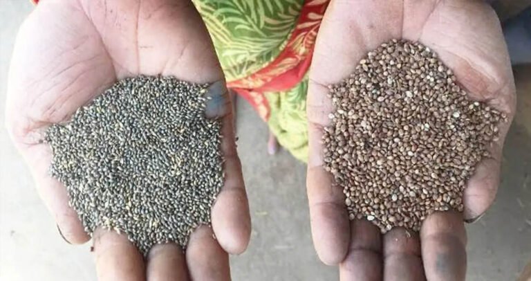कोदो-कुटकी की खेती से बढ़ेगी आय और सेहत, किसानों के लिए बेहतर विकल्प