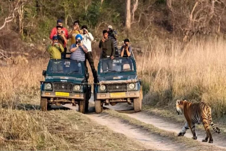 मध्य प्रदेश के टाइगर रिजर्व में टूटा पर्यटन का रिकॉर्ड, 10 लाख से अधिक पर्यटक पहुंचे; मंगलवार से बंद रहेंगे पार्क